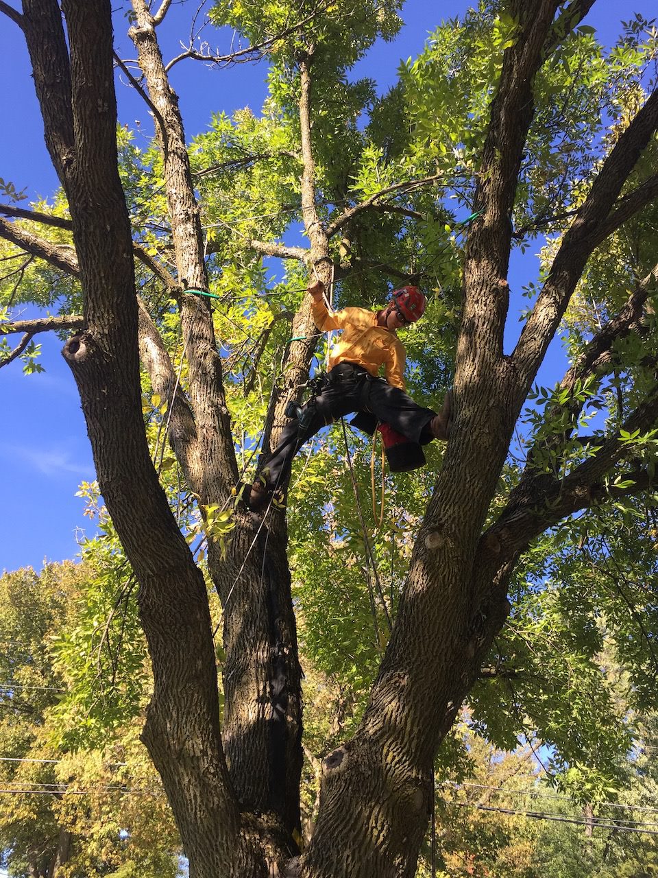 Trimming the Tree