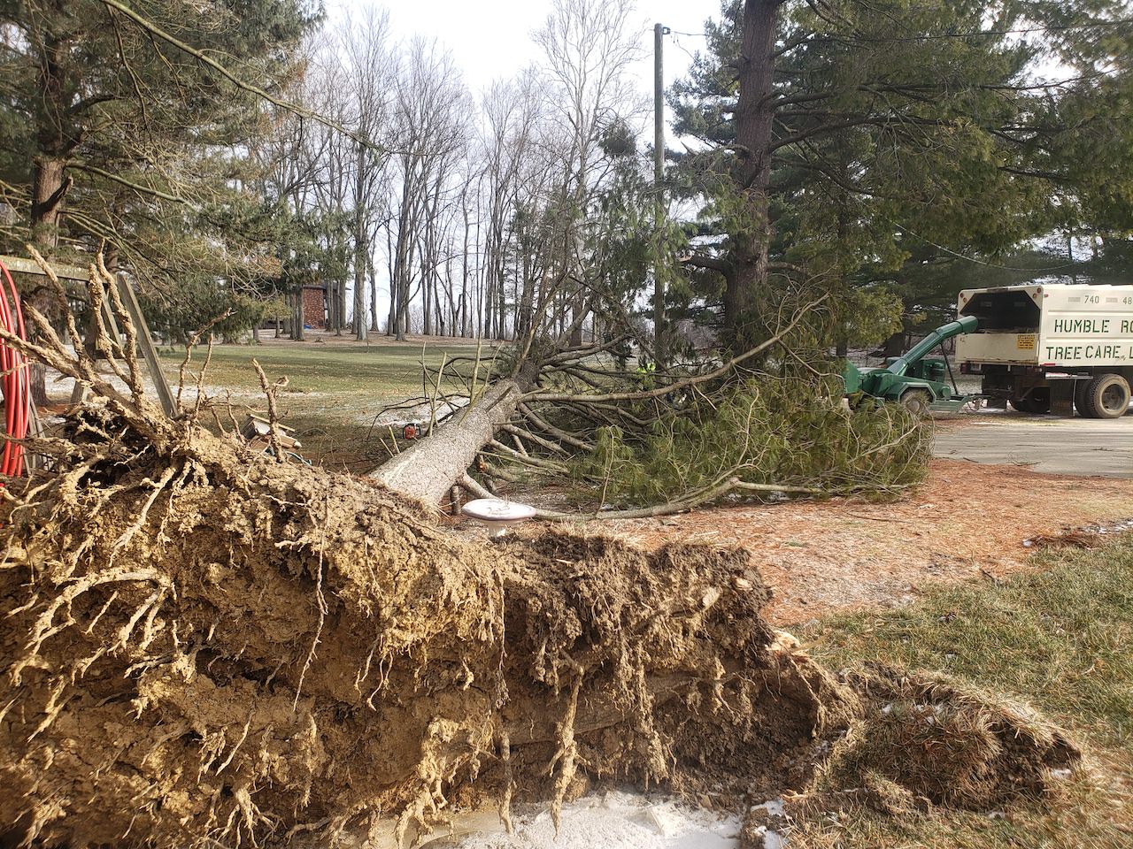 Storm Damaged Tree