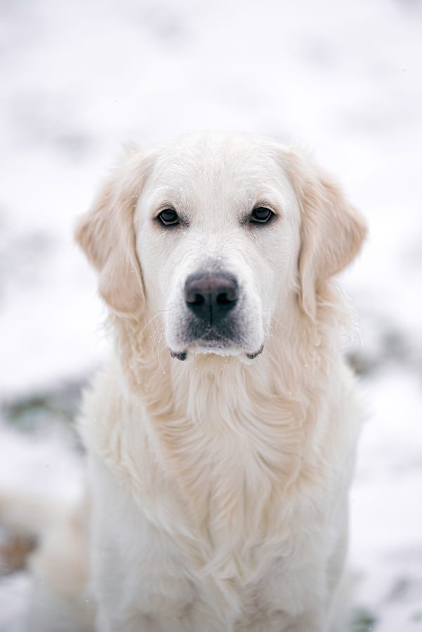 minneapolis retriever breeder