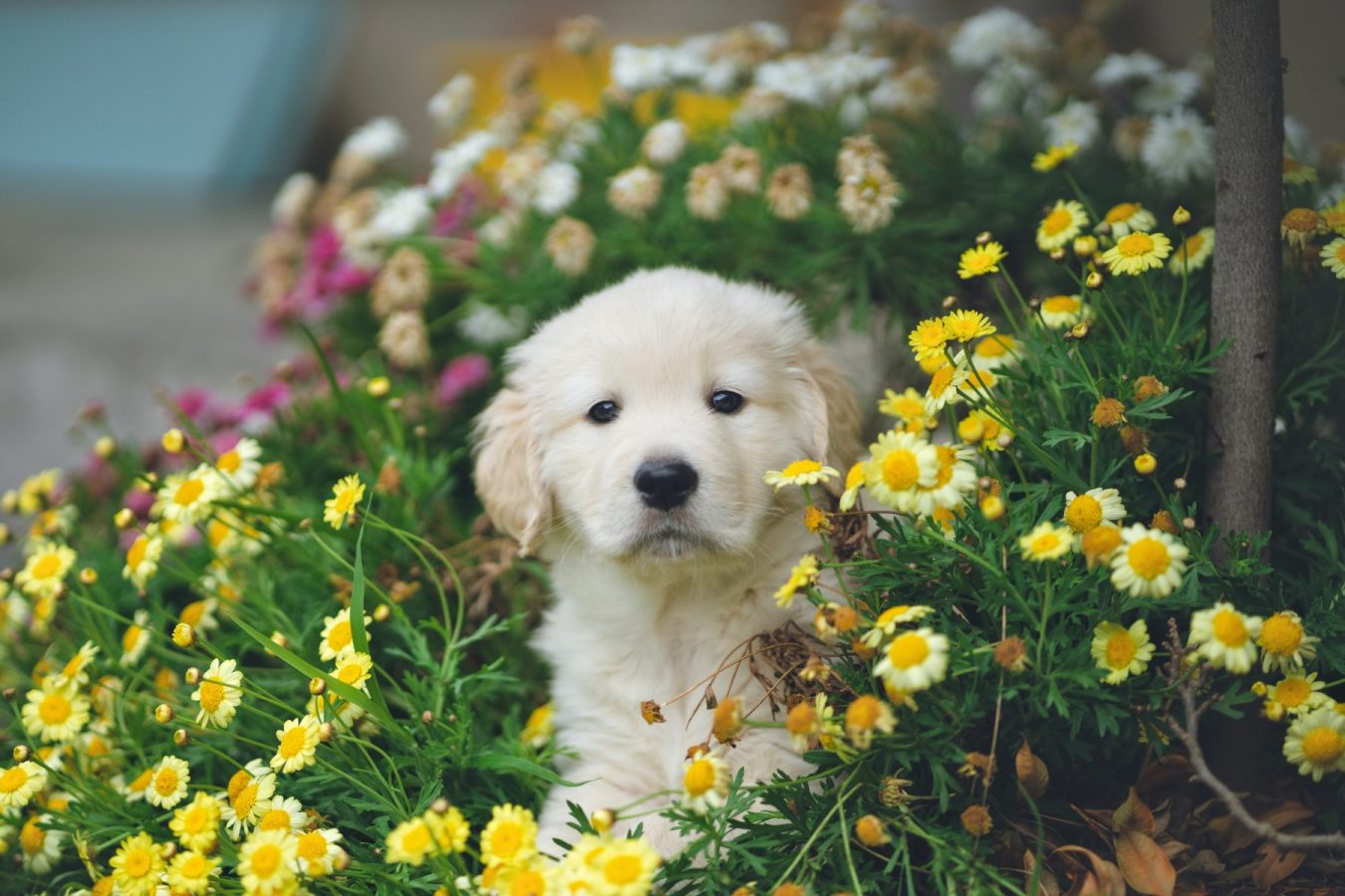 white satin golden retriever