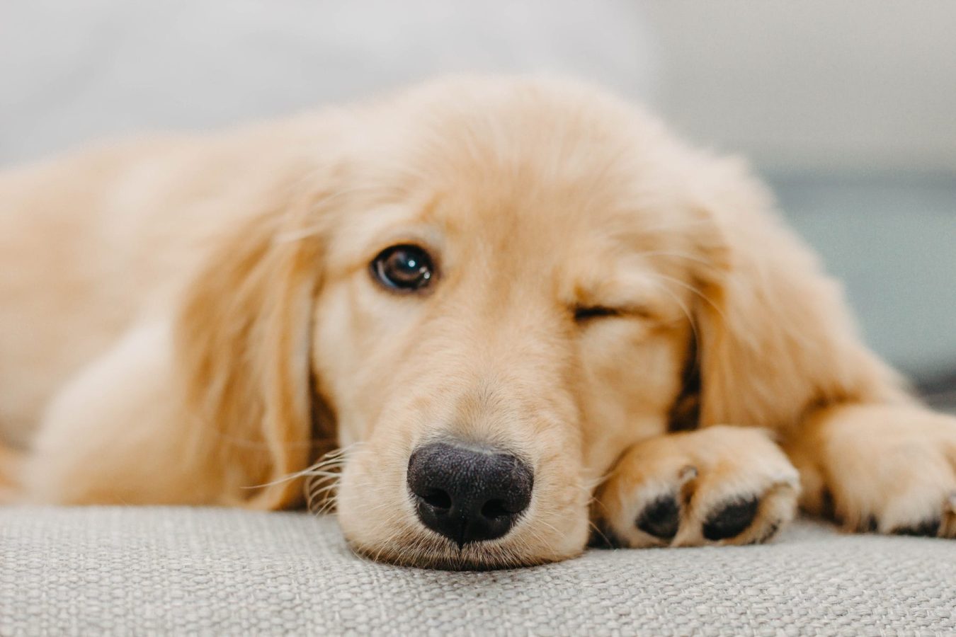 golden retriever breeder